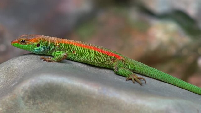 A brilliant Ornate Day Gecko rests on a cool gray rock. The gecko's green body is accented by a red stripe and an orange head.