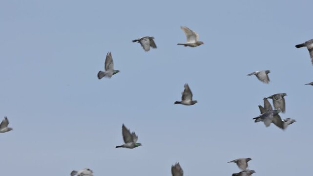 Flock of Pigeons (Columba livia domestica) in flight in slow motion. November, Kent, UK (Slow motion x5)