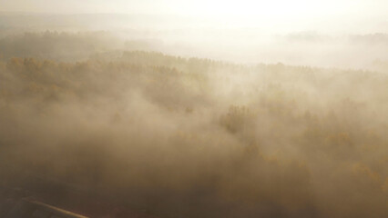 Serene foggy autumn landscape with fields and forest