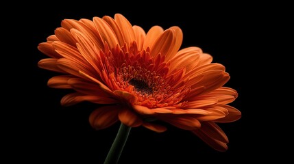 orange gerbera daisy , macro, against deep black background 