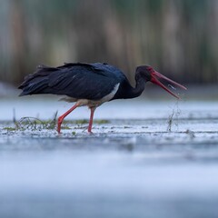 black stork