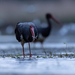 black stork