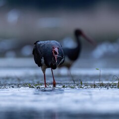 black stork