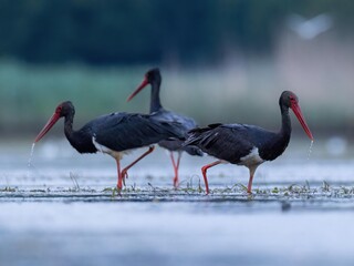 black stork