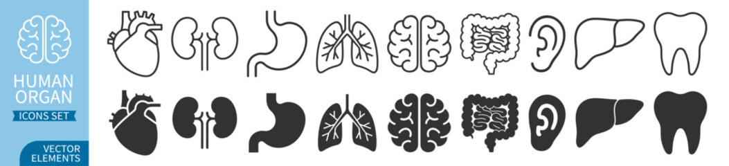 Human organ icon set with heart, lungs, brain, kidneys, liver, stomach and dental elements on transparent background