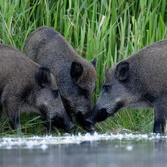 wild boar