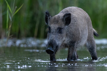 wild boar