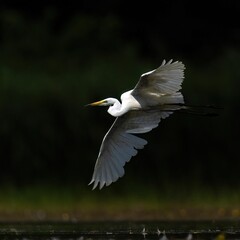 heron
