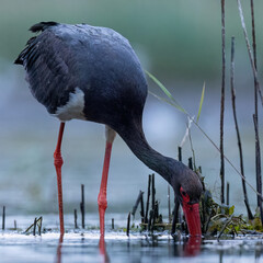 black stork