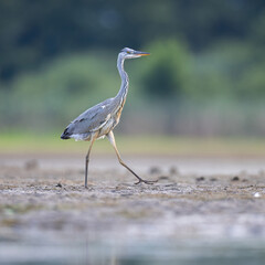 heron