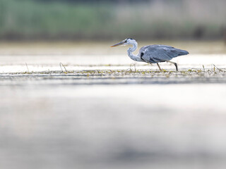 heron