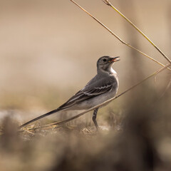 wagtail