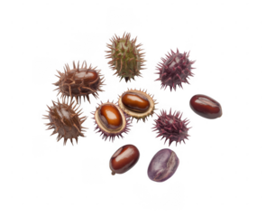 Horse Chestnuts and Conkers isolated on a transparent background