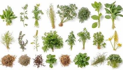 Fototapeta premium a variety of fresh, green herbs and spices, perfect for adding flavor to any dish