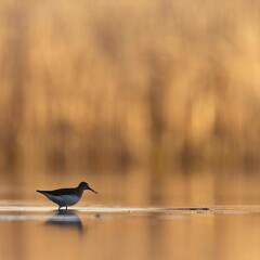 heron