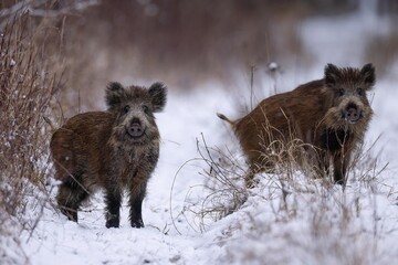 wild boar