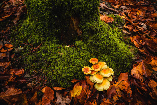 Setas entre musgo y oto&ntilde;o