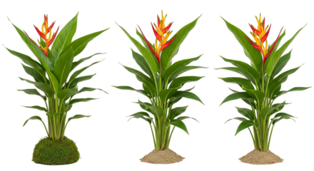 Three vibrant heliconia plants in a row isolated on transparent background