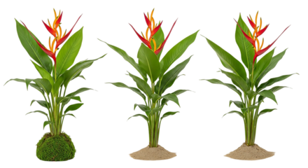 Three vibrant heliconia plants in a row isolated on transparent background