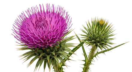 Closeup of a thistle flower isolated on transparent background