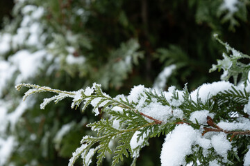 Snow-Covered Evergreen branches of thuja. Winter solstice. Close up. Cold weather.
