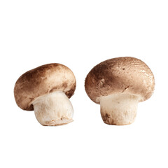 Two fresh raw cremini mushrooms isolated transparent background