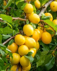 Yellow mirabelle plums ripening on tree branch in summer orchard