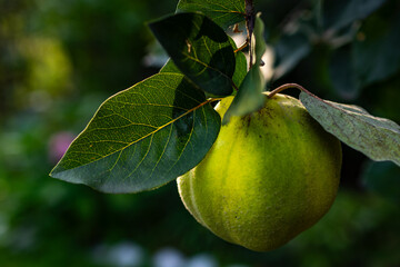 Ripe yellow quince hanging on a branch with green leaves, illuminated by afternoon sun. Macro orchard detail with textured skin, natural backlight, and bokeh creating a fresh autumn harvest mood.