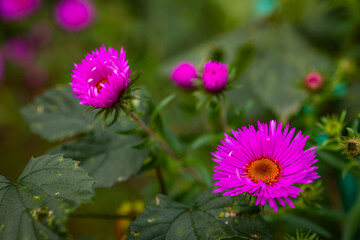 Magenta aster blossoms with golden centers against a soft, blurred garden. One flower open beside a...