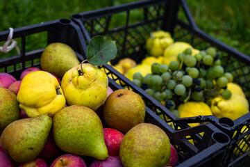 Two plastic crates filled with mixed autumn fruit pears, golden quince green grapes and apples Fresh picked orchard produce on grass perfect for farm markets healthy eating recipes harvest scenes