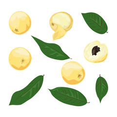 Obraz premium Set Marula Fruit