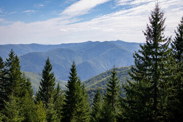 Fototapeta premium Panoramic mountain landscape with rolling forested ridges, tall fir trees in the foreground, and a bright blue sky with soft clouds; nature background for travel, adventure, outdoor projects zen.