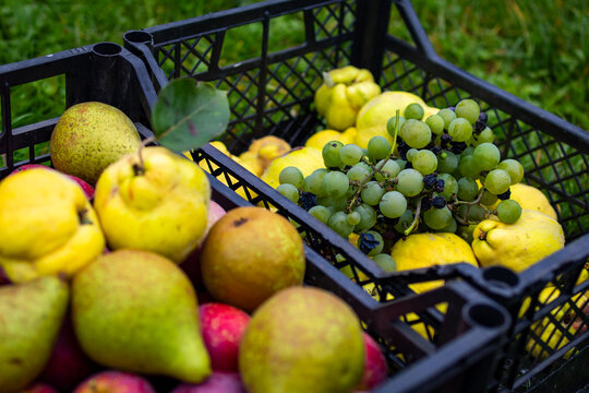 Green grapes and golden quince in a black plastic crate beside pears and apples fresh harvested on lawn Bright pure orchard fruits ideal for farm markets seasonal menus cooking and healthy eating