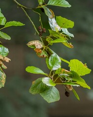Green alder leaves and cones hanging from branch