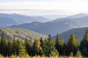 Sunny morning viewover layered mountain ridges with dense evergreen forest in the foreground.Soft hazegentle light and rolling peaks create a tranquil naturall and scape for travel inspiration.