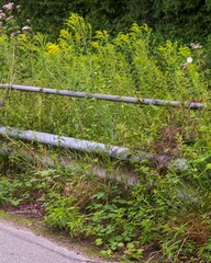 Fototapeta premium Wild plants growing by the roadside guard rail
