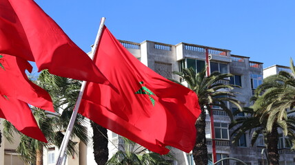 Waving Moroccan national flags with green pentagram against clear blue sky, fluttering red banners...