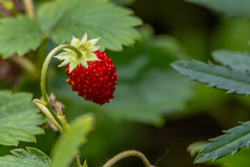 Close up of a wild strawberry ripening on a curved stem surrounded by fresh green leaves. Natural garden bokeh and vivid red fruit create a radiant warm mood. Organic produce and foraging concept.