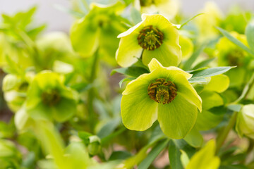 クリスマスローズ