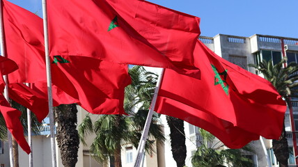 Waving Moroccan national flags with green pentagram against clear blue sky, fluttering red banners...
