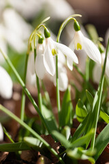 スノードロップ
