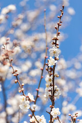 春の梅花