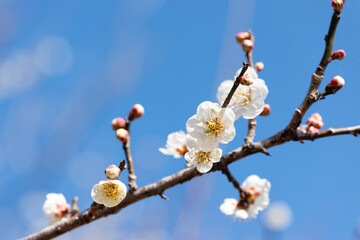 早春の青空に白梅