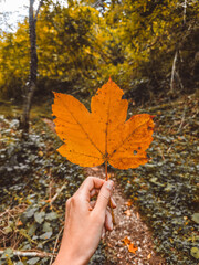 Hand holding a bright orange autumn leaf against a blurred forest trail. Warm fall colors, soft bokeh and natural textures create a cozy seasonal atmosphere perfect for autumn themes.