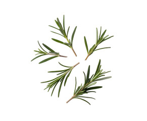 Fototapeta premium Rosemary sprigs arranged in a circle isolated on a transparent background