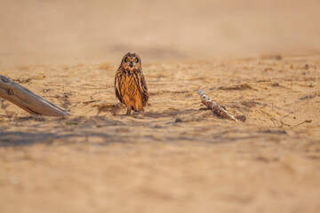 A small owl is standing in the sand, looking at the camera. The scene is quiet and peaceful and...