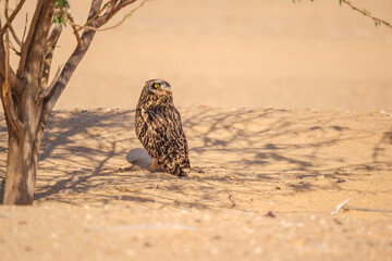 A small owl is standing in the sand, looking above. The scene is quiet and full alert showcasing stunning wildlife behavior and desert life.