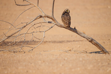 Short eared owl resting on a dry tree branch in desert. Owl showcasing stunning wildlife behavior and desert life.