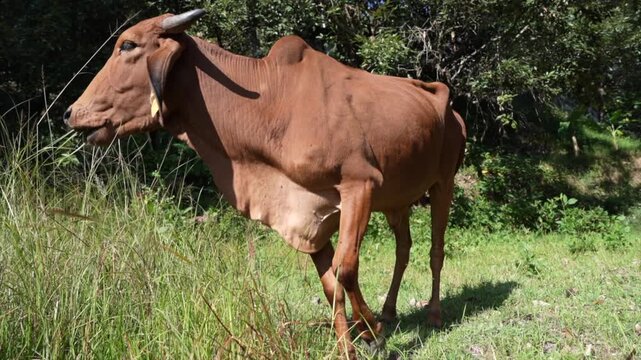Indian Cow Grazing on Grass in Rural Landscape &ndash; Natural Farm Livestock Video