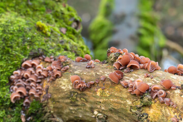 Large colonies of wood ear mushrooms Auricularia sp. cover a mossy fallen trunk. The scene shows natural decay and rich forest biodiversity.